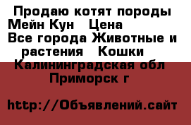 Продаю котят породы Мейн Кун › Цена ­ 12 000 - Все города Животные и растения » Кошки   . Калининградская обл.,Приморск г.